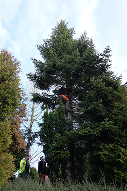 Die Weihnachtsbaumaktion